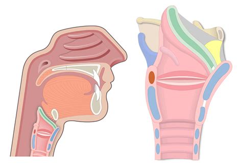 The epiglottis of the larynx labeled | GetBodySmart