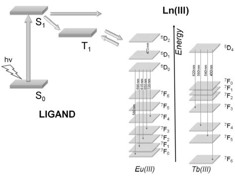 Simplified diagram of the sensitized luminescence of Eu(III) and... | Download Scientific Diagram