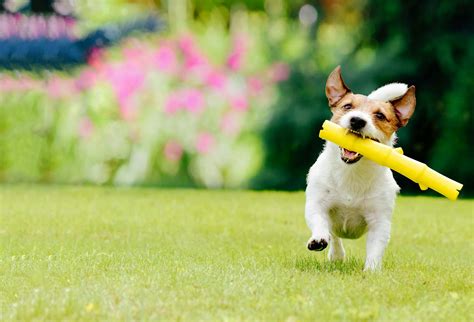 How to Train Your Dog to Fetch | Wag!