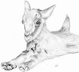 Baby Goat Drawing Sketch Coloring Page sketch template