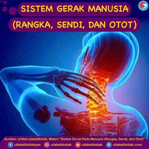 Otot Rangka Manusia