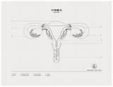 Uterus  Colouring Sheet Designs By Duvet Days Anatomy Illustrations sketch template
