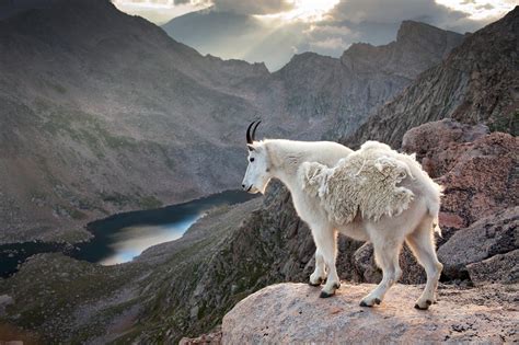 Rocky Mountain Goat | Mountain goat, Goats, Animal habitats