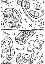 Membrane Cell Diagram Worksheet Labeled Coloring Structure Drawing  sketch template