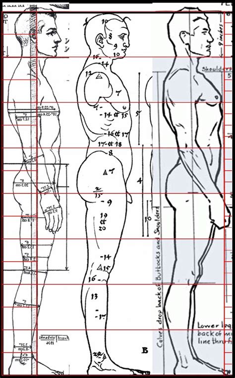 Andrew Loomes. Durer. Fairbanks. Figure Proportions. Profile. #AndrewLoomis #Loomis # ...