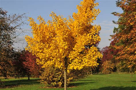 23 Gorgeous Ginkgo Tree Varieties - ProGardenTips