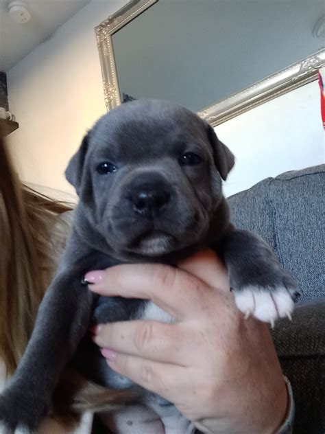 Staffordshire bullterrier puppies | in Dunmurry, Belfast | Gumtree