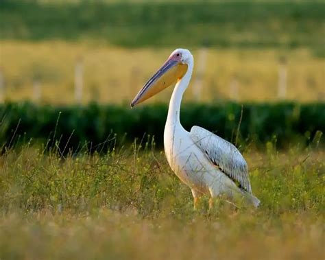 Great White Pelican | Zoopedia Wiki | Fandom