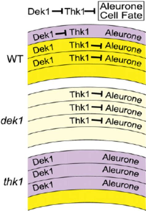 Model for thk1 function in dek1 regulation of aleurone cell fate. Thk1... | Download Scientific ...