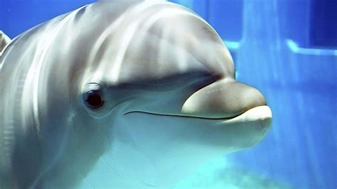 Baby Dolphins Wallpaper