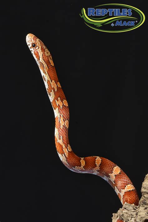 Corn Snake Care Sheet – Reptiles by Mack