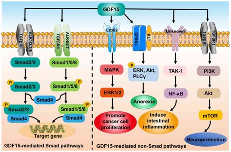 Role of growth differentiation factor 15 in cancer cachexia (Review)