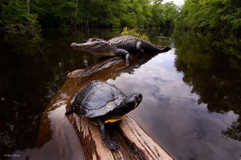 Swamp heaven | Mac Stone | Animals in their Environment | Wildlife Photographer of the Year