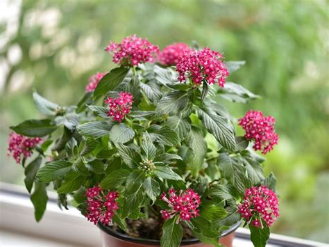 Pentas Plant Care - How To Grow Pentas Flowers | Gardening Know How