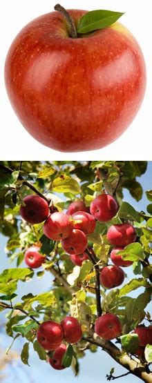 Dwarf Fuji Apple Tree | Growing apple trees, Fuji apple, Apple tree