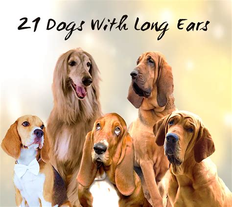 21 Dogs With Long Ears - HubPages