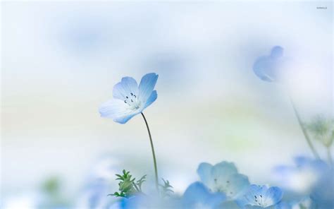 Light Blue Wallpaper Flowers : Blue Flowers Wallpapers High Quality | Download Free - Find the ...