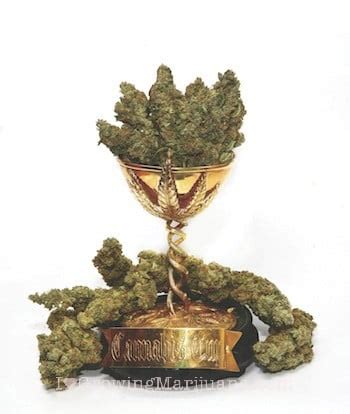 High Times Cannabis Cup Winner Marijuana Strains - High Times Cannabis ...