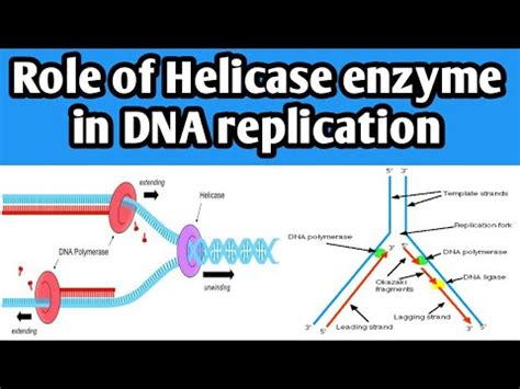 Role of Helicase enzyme in DNA replication | function of Helicase enzyme | class 12th Biology ...