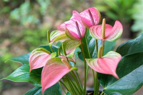Anthurium is a great plant even for inexperienced gardeners. Maintenance is low, although ...