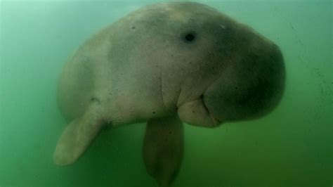 What's the Difference Between a Dugong and a Manatee? | HowStuffWorks