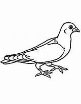 Pigeon Coloring Pages Free Printable PDF sketch template