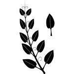 MistletoeSilhouette2 | Free SVG