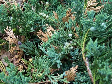 Blue Rug Juniper - Juniperus horizontalis - North American Insects & Spiders