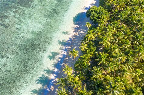 Palm Trees From Above Stock Photo - Download Image Now - iStock