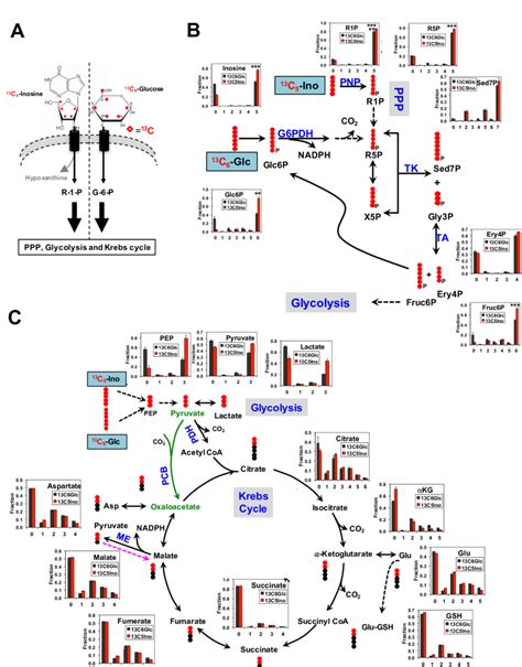 The ribose moiety of inosine can replace glucose and feed into the ...