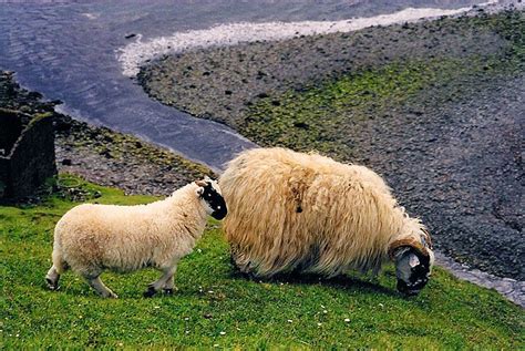 Highland sheep, a photo from Highland, Scotland | TrekEarth | Sheep, Scotland, Animals of the world