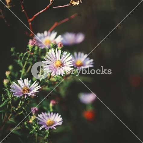 vintage flowers on dark background Royalty-Free Stock Image - Storyblocks