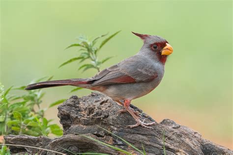 Pyrrhuloxia | Audubon Field Guide