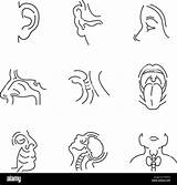 Ear Throat Nose Coloring Sheets sketch template