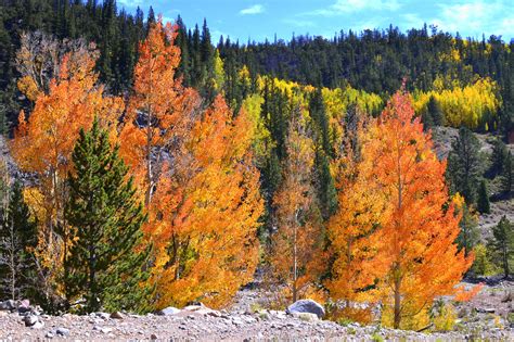 Fall Color in Colorado. The Aspen trees were amazing! | Aspen trees ...