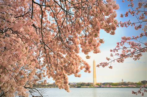 National Mall Cherry Blossoms 2020 – Travel and Dish