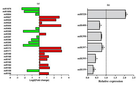 Expression analysis of the miRNAs in response to bacterial infection ...