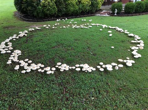 Fairy rings: Curious product of mushrooms decomposing clippings, debris