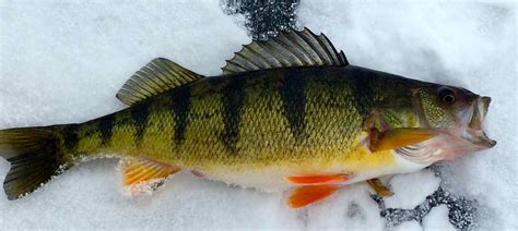 Perch Guelph Lake Ice Fishing A - Hook, Line and Sinker - Guelph's #1 ...