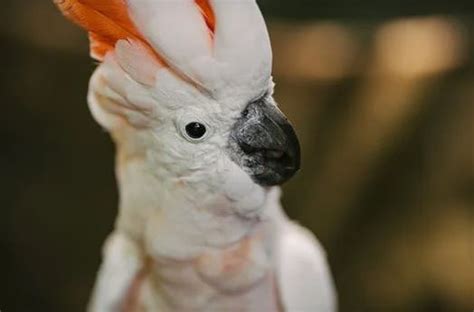 Cockatoo breeding Hand rearing, Diet, Caring, Nest box