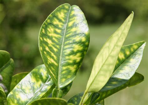 Researchers Find Peptide that Treats and Prevents Citrus Greening- Crop Biotech Update (February ...