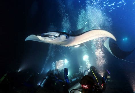 Manta ray night dive in Kona, Hawaii - World Adventure Divers | Big island hawaii, Kona hawaii ...