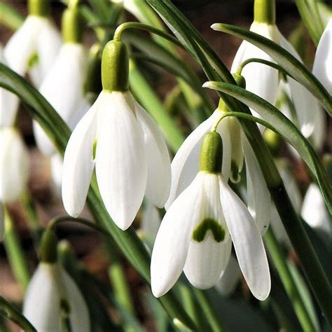 Galanthus Common Snowdrop 'Nivalis' – Easy To Grow Bulbs