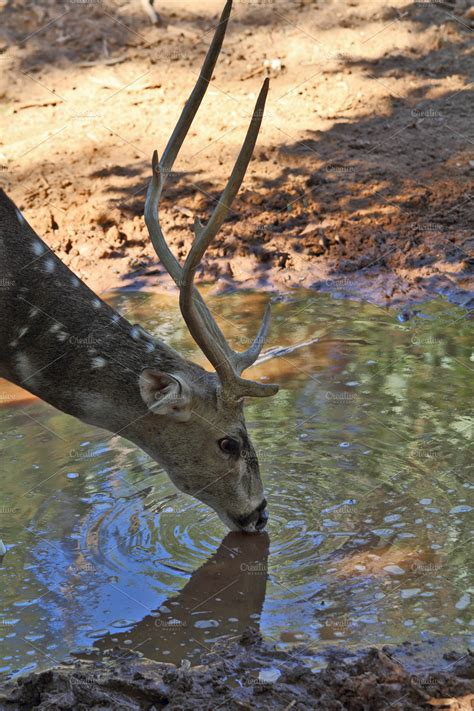 Magnificent animals in the Israeli zoo | High-Quality Stock Photos ...