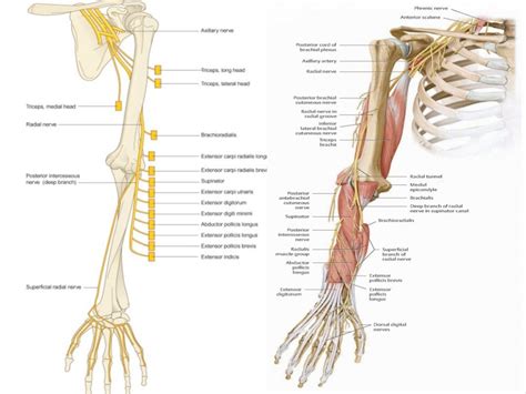 Radial nerve injury