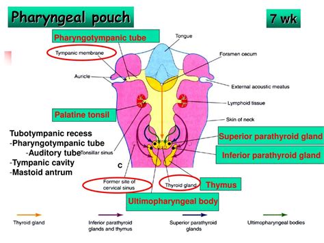 PPT - The Pharyngeal Apparatus – face, nasal cavities, mouth PowerPoint Presentation - ID:5588533