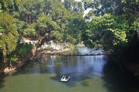 DAILY PHOTO: Nisargadhama Bamboo Forest | Tiger Riding for Beginners