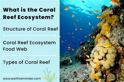 Coral Reef Ecosystem: Structure, Food Web, and Types