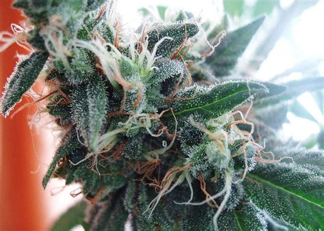 What Is The White Widow Cannabis Strain? | Haven