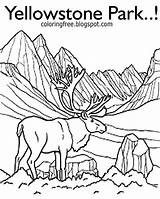 Yellowstone Urs Colorat Grizzly Designlooter Planse 4to40 Sketch  sketch template